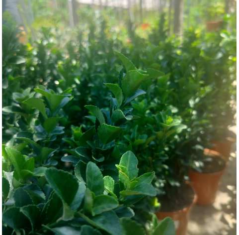 Euonymus japonicus pulchellus. Viveros González. Garden centre. Marbella