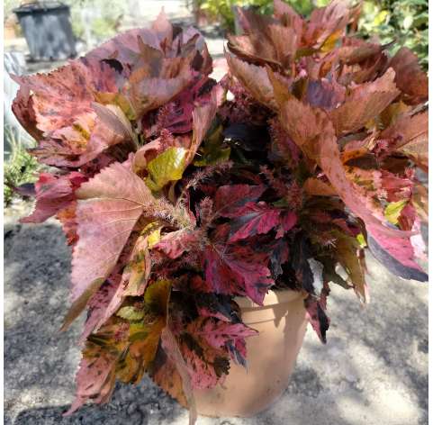 Acalypha wilkesiana. Natural decor centre. Viveros González. Garden centre. Marbella
