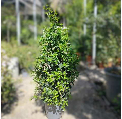 Eugenia myrtifolia. Arbusto. Shrub. Natural Decor Centre. Viveros González. Garden centre Marbella