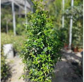 Eugenia myrtifolia. Arbusto. Shrub. Natural Decor Centre. Viveros González. Garden centre Marbella