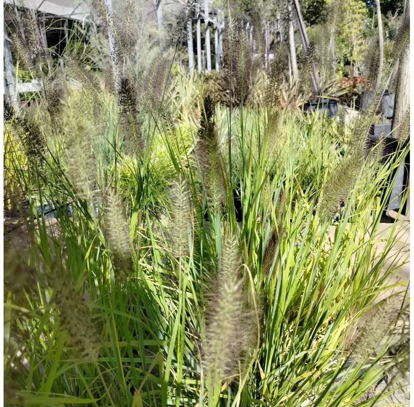 Pennisetum alopecuroides – Cola de zorro. Viveros González. Natural Garden Centre Marbella