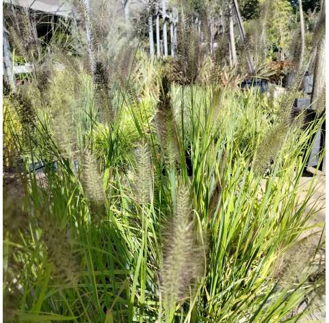 Pennisetum alopecuroides – Cola de zorro. Viveros González. Natural Garden Centre Marbella