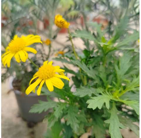 Euryops Chrysanthemoides. Margarita amarilla. Natural Decor Centre. Marbella Viveros González. Garden centre