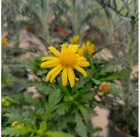 Euryops Chrysanthemoides. Margarita amarilla. Natural Decor Centre. Marbella Viveros González. Garden centre