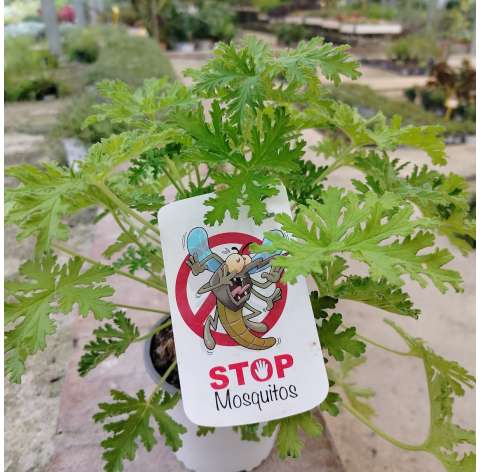 Pelargonium citrodorum. "Mosquito" Viveros González. Natural Decor Centre. Garden centre.  Marbella