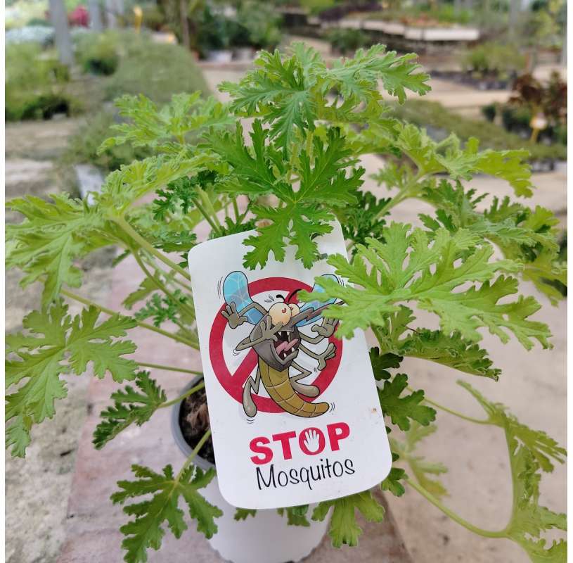 Pelargonium citrodorum. "Mosquito" Viveros González. Natural Decor Centre. Garden centre.  Marbella
