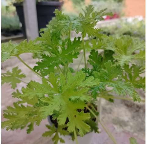 Pelargonium citrodorum. "Mosquito" Viveros González. Natural Decor Centre. Garden centre.  Marbella