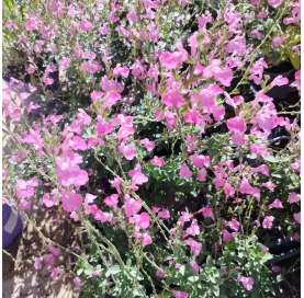 Salvia grahamii. Viveros González.  Natural decor Centre. Garden Centre Marbella