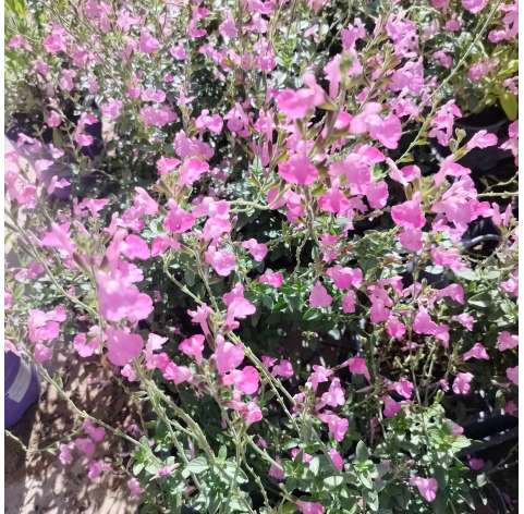 Salvia grahamii. Viveros González.  Natural decor Centre. Garden Centre Marbella