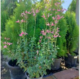 Salvia grahamii. Viveros González.  Natural decor Centre. Garden Centre Marbella