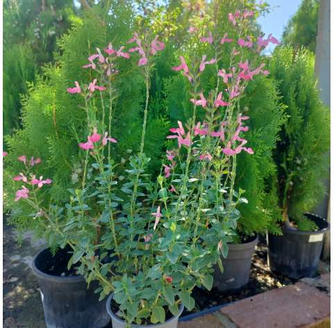 Salvia microphylla "Royal BumBle" . Viveros González. Garden centre. Marbella. Natural decor centre.