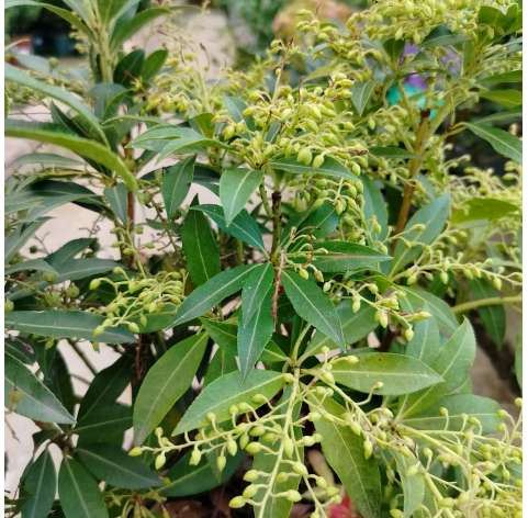 Pieris japonica. Natural decor centre. Viveros Gonzalez. Garden centre. Marbella