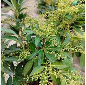Pieris japonica. Natural decor centre. Viveros Gonzalez. Garden centre. Marbella