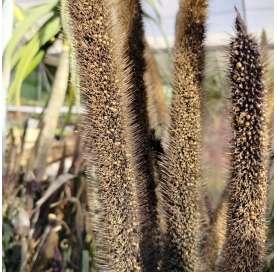 Pennisetum glaucum - Viveros González. Natural Gdecor centre. Marbella. Garden centre