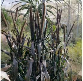 Pennisetum glaucum - Viveros González. Natural Gdecor centre. Marbella. Garden centre