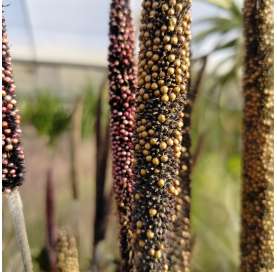 Pennisetum glaucum - Viveros González. Natural Gdecor centre. Marbella. Garden centre