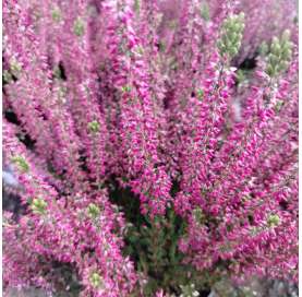 Calluna vulgaris. Erica. Viveros González Natural Decor Centre. Garden centre. Marbella