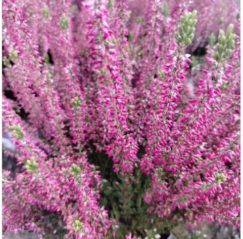 Calluna vulgaris. Erica. Viveros González Natural Decor Centre. Garden centre. Marbella