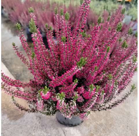 Calluna vulgaris. Erica. Viveros González Natural Decor Centre. Garden centre. Marbella