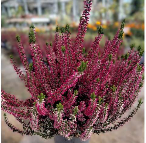 Calluna vulgaris. Erica. Viveros González Natural Decor Centre. Garden centre. Marbella