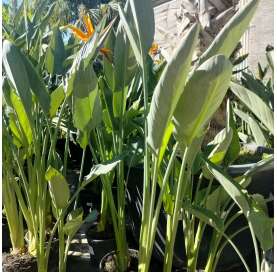 Strelitzia regina. Ave del paraiso. Viveros González. Natural Garden Centre Marbella. Garden centre