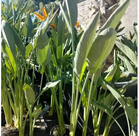Strelitzia regina. Ave del paraiso. Viveros González. Natural Garden Centre Marbella. Garden centre