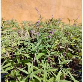 Salvia leucantha. Viveros González. Natural Garden Center Marbella. Garden centre.