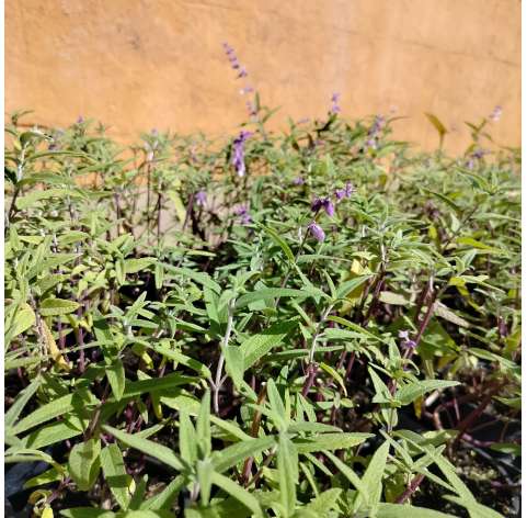 Salvia leucantha. Viveros González. Natural Garden Center Marbella. Garden centre.