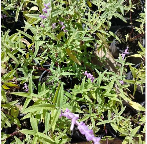 Salvia leucantha. Viveros González. Natural Garden Center Marbella. Garden centre.