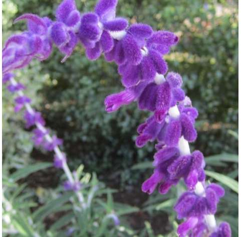 Salvia leucantha. Viveros González. Natural Garden Center Marbella. Garden centre.