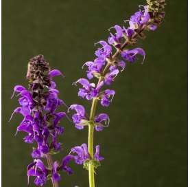 Salvia leucantha. Viveros González. Natural Garden Center Marbella. Garden centre.