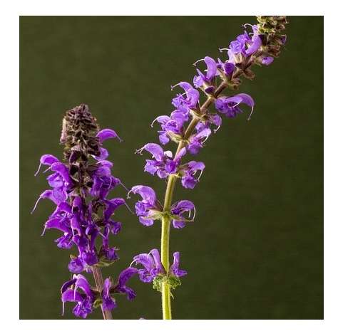 Salvia leucantha. Viveros González. Natural Garden Center Marbella. Garden centre.