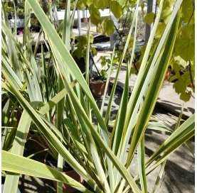 Phormium tenax variegata. Viveros González. Natural decor centre. Marbella. Garden centre