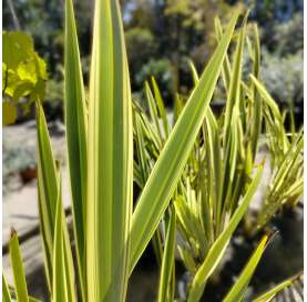 Phormium tenax variegata. Viveros González. Natural decor centre. Marbella. Garden centre