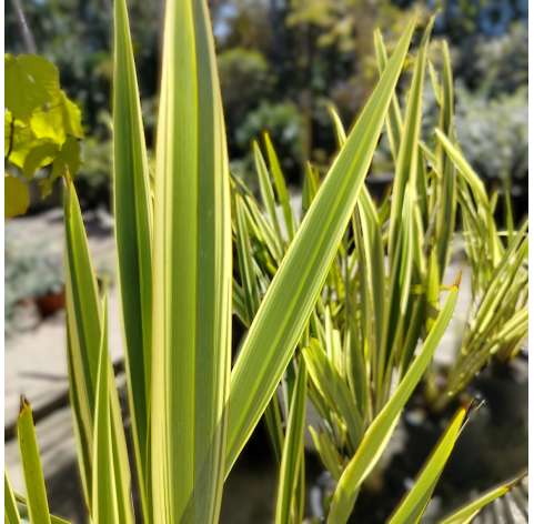 Phormium tenax variegata. Viveros González. Natural decor centre. Marbella. Garden centre