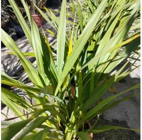 Phormium tenax verde. Viveros González. Natural Decor Centre. Garden centre. Marbella.