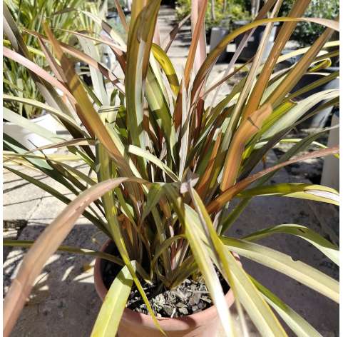 Phormium tenax "Pink panther". Viveros González. Natural decor centre. Garden centre. Marbella