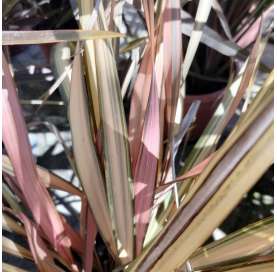 Phormium tenax "Pink panther". Viveros González. Natural decor centre. Garden centre. Marbella