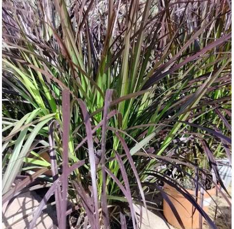 Pennisetum setaceum rubrum. Natural Decor Centre Marbella Viveros Gonzalez. Garden centre