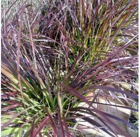 Pennisetum setaceum"Rubrum".