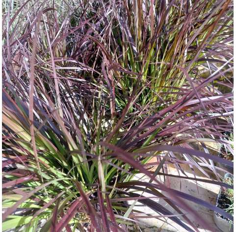 Pennisetum setaceum rubrum. Natural Decor Centre Marbella Viveros Gonzalez. Garden centre