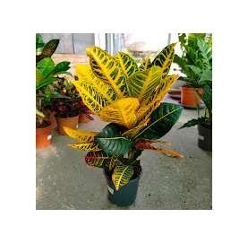 Croton petra. Natural Decor Centre Marbella Viveros González. Garden centre