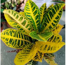 Croton petra. Natural Decor Centre Marbella Viveros González. Garden centre