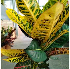 Croton petra. Natural Decor Centre Marbella Viveros González. Garden centre