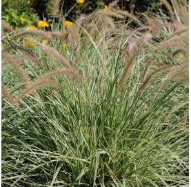 Pennisetum advena ‘Sky Rocket’. Viveros Gonzalez. Natural Garden Centre Marbella