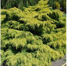 Juniperus rastrero "old gold". Viveros Gonzalez. Natural Garden Centre marbella