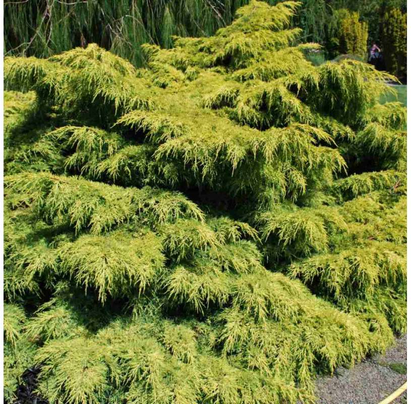 Juniperus rastrero "old gold". Viveros Gonzalez. Natural Garden Centre marbella