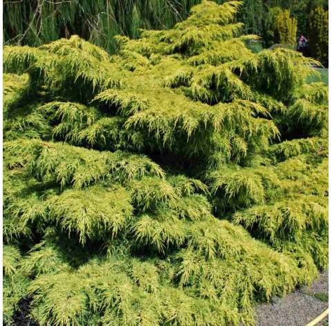 Juniperus rastrero "old gold". Viveros Gonzalez. Natural Garden Centre marbella