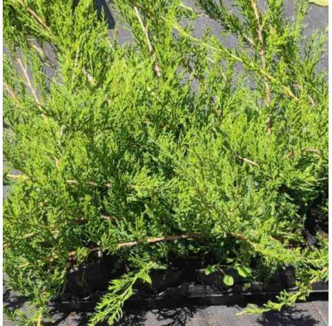 Juniperus rastrero "old gold". Viveros Gonzalez. Natural Garden Centre marbella