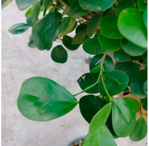 Ficus moclame. Viveros González. Natural decor centre. Garden centre. Marbella